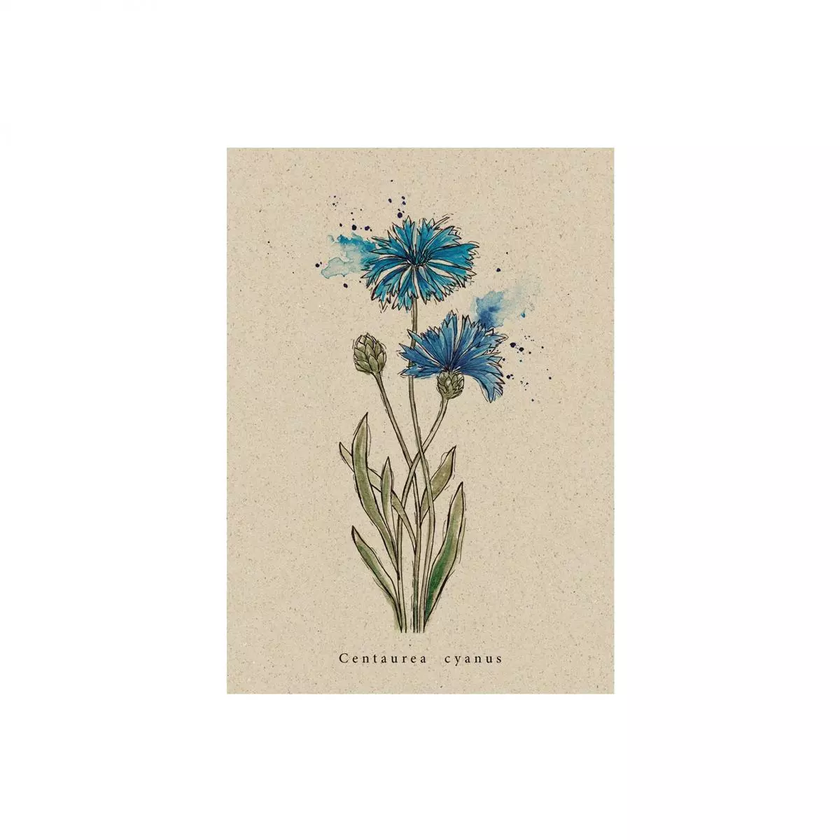 Postkarte Kornblume Postkarte Kornblume